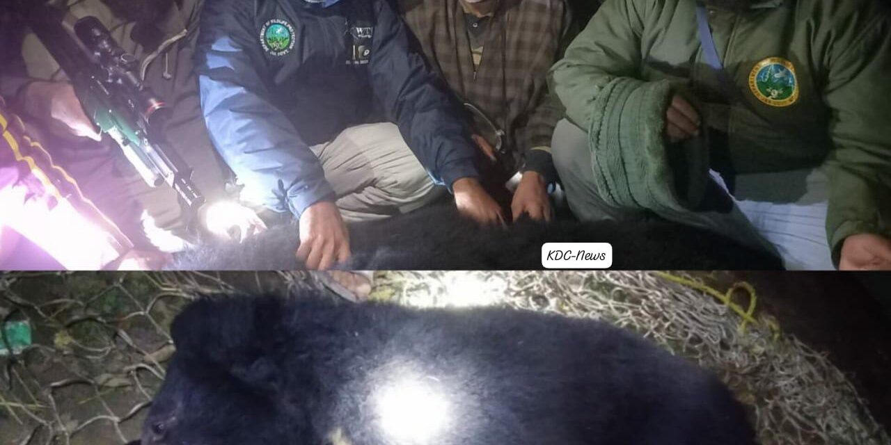 Wildlife Department Successfully Captures Third Black Bear in Bandipora Village