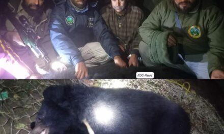 Wildlife Department Successfully Captures Third Black Bear in Bandipora Village