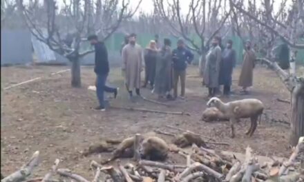 18 Sheep Killed, 25 Injured in Bear Attack in Bandipora Village