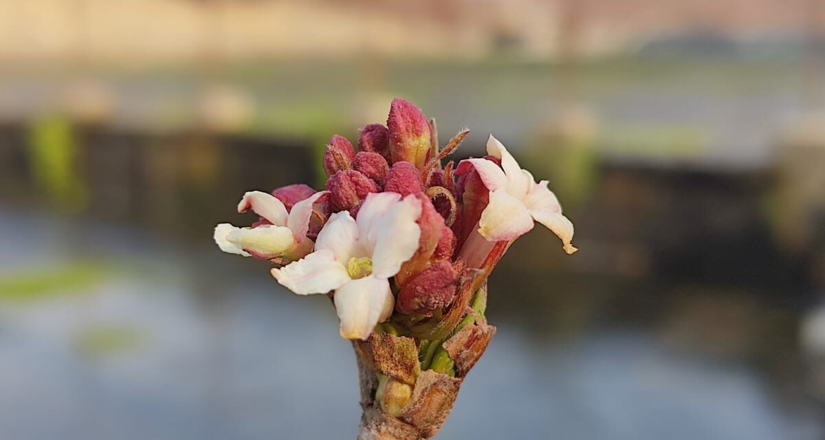 Winter’s Surprise Bloom: Unusual Warmth Results Into Almond Trees To Blossom Early