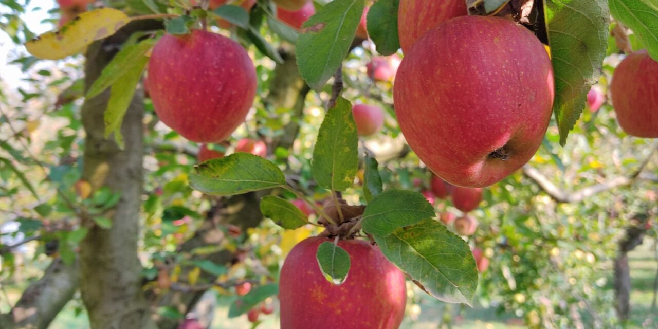 Kashmir fruit growers grapple with dry spell, worried over orchard health, harvest