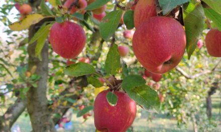 Kashmir fruit growers grapple with dry spell, worried over orchard health, harvest