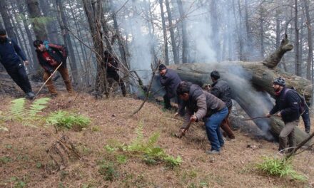 Dry spell triggers massive forest fire in Kulgam;2 forest employees injured during fire-fighting operation