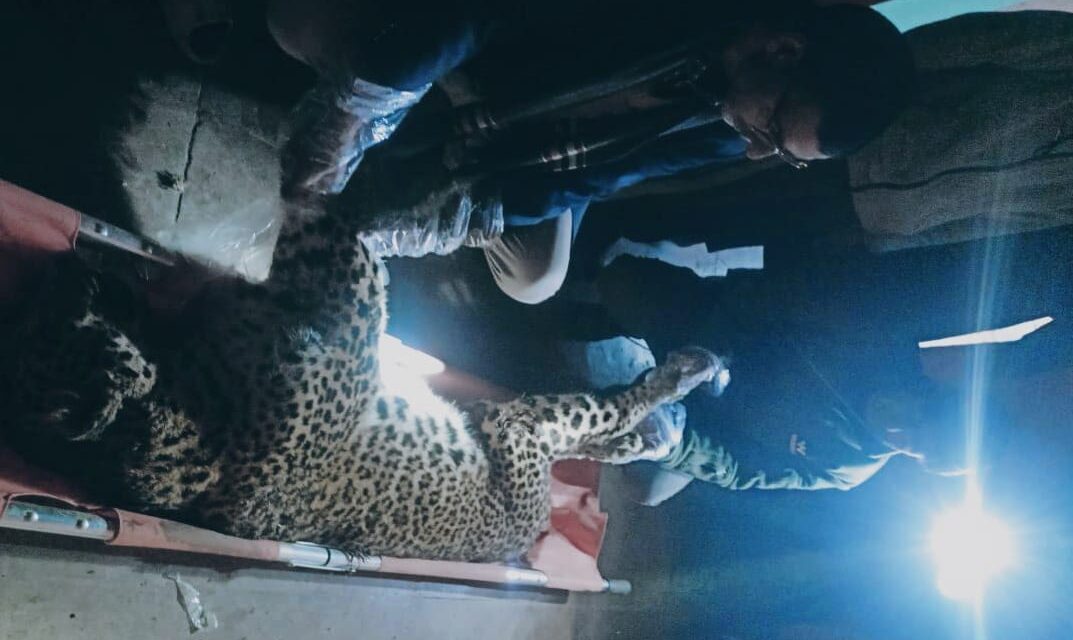 Leopard found dead in Budgam village