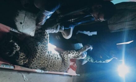 Leopard found dead in Budgam village