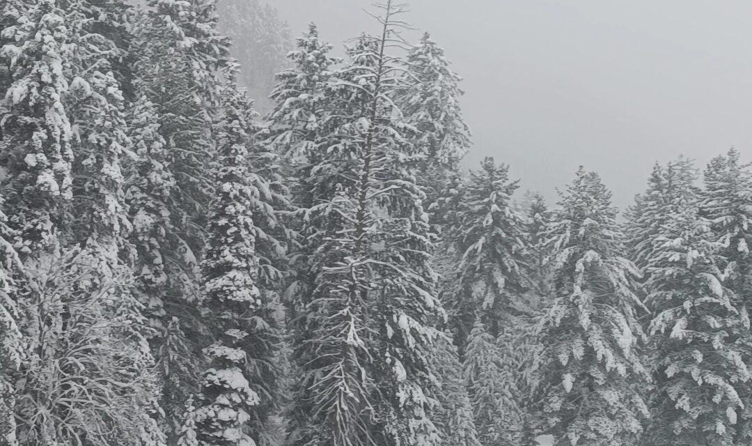 Bitter cold returns after snowfall, south Kashmir; Gulmarg under deep freeze