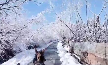 “The Chronicles Of Narnia”: A Tonga Ride On Snowy Tracks In Kashmir