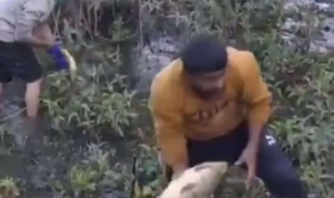 Over 2000 fish die in Mansar Lake during last 4 days