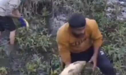 Over 2000 fish die in Mansar Lake during last 4 days