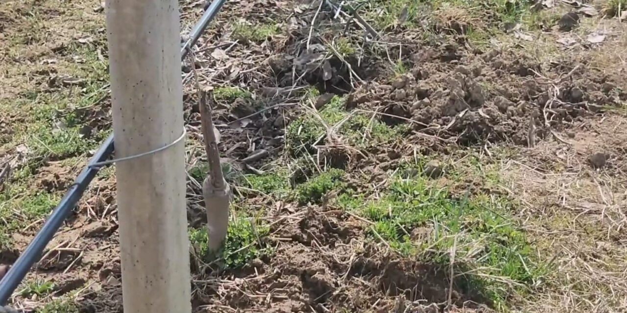 Thieves plunder high-density apple archard in South Kashmir, farmer seeks justice