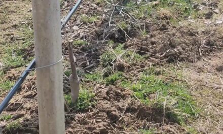 Thieves plunder high-density apple archard in South Kashmir, farmer seeks justice