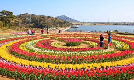 Tulip garden to feature 5 new varieties; 1.7 million tulips set to bloom:Multi activity equipment for children installed in 7 new parks