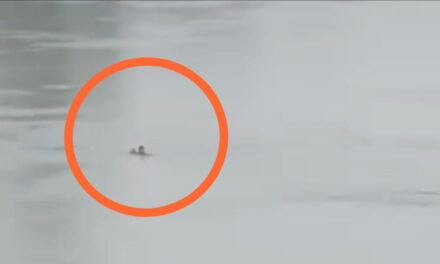 Woman Allegedly Commits Suicide By Jumping Into River Jhelum in Sgr