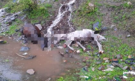 Lightning kills 5 horses in Banihal hamlet