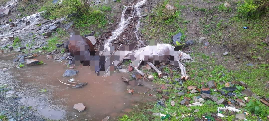 Lightning kills 5 horses in Banihal hamlet