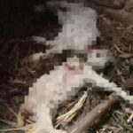 6 goats killed in bear attack in Hajin Kralgund