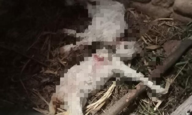 6 goats killed in bear attack in Hajin Kralgund