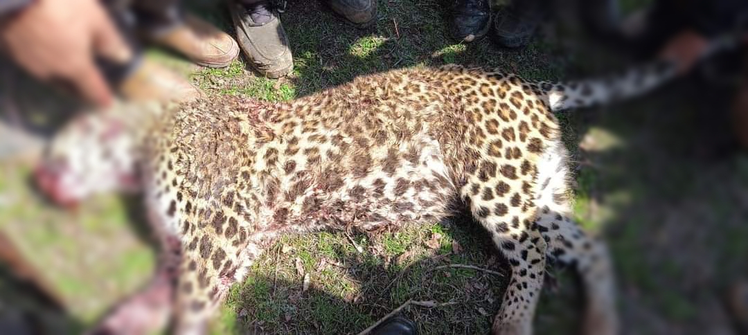 Man-eater leopard that killed 2 minor girls shot dead in Budgam