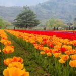 Srinagar tulip garden to be closed Tomorrow after welcoming 4.25 lakh visitors this season