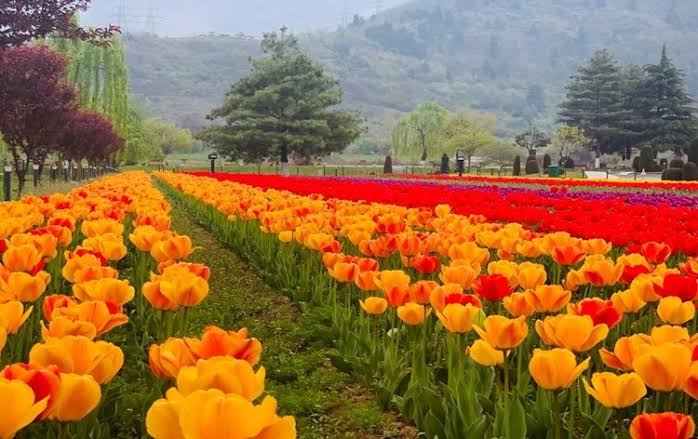 Srinagar tulip garden to be closed Tomorrow after welcoming 4.25 lakh visitors this season