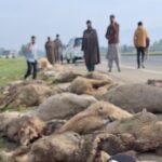 Speedy tempo vehicle crushes 60 sheep to death, injures 40 in Kulgam