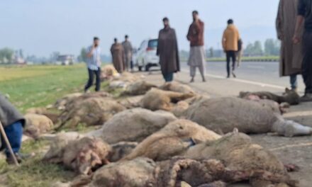 Speedy tempo vehicle crushes 60 sheep to death, injures 40 in Kulgam