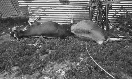 ‘Faulty Service-line’ Leaves 2 Livestock Animals Dead in Muqam-i-Shahwali Kupwara; Locals Aghast, Allege PDD of Negligent Approach