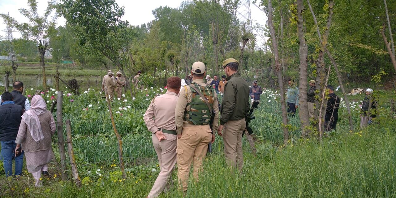 Police destroys poppy cultivation in Budgam