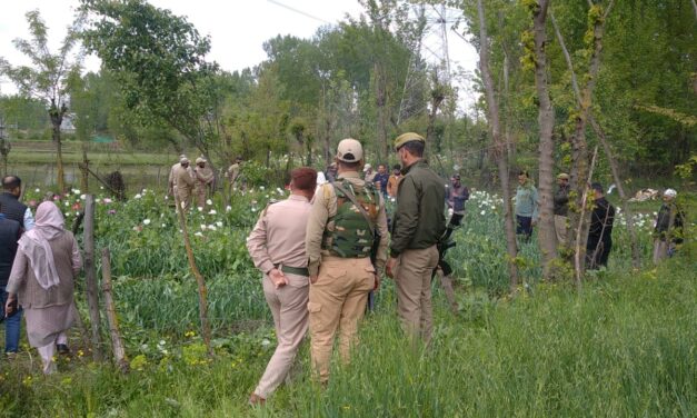 Police destroys poppy cultivation in Budgam