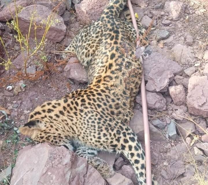 Leopard found dead in J&K’s Rajouri