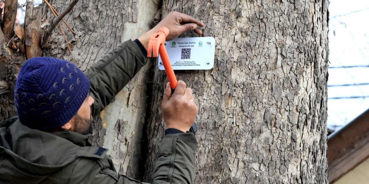 Symbol of Kashmir’s natural heritage, chinar trees to be geo-tagged, equipped with unique code