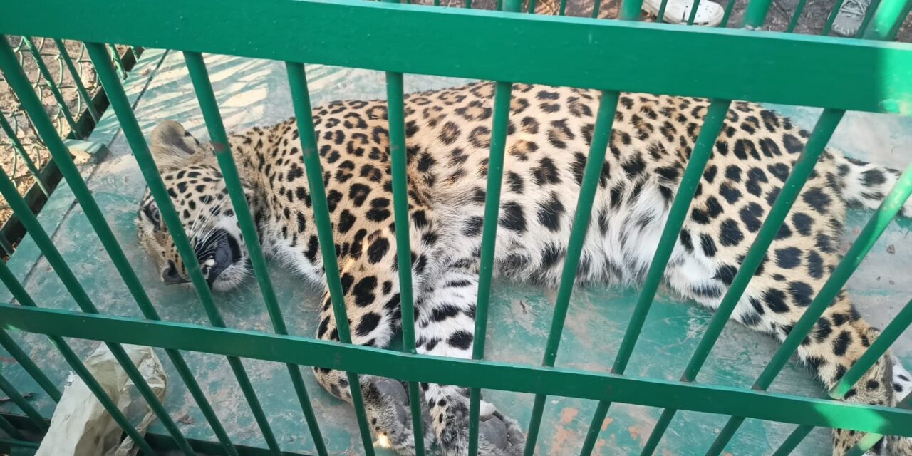 Leopard Captured Alive by Wildlife Officials in Budgam