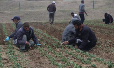 Asia’s largest Tulip Garden to showcase 1.7 million bulbs, introduces two new varieties