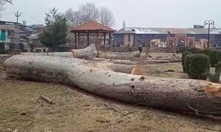 Chinar trees ‘felled’ in Anantnag, NC’s Bijbehara MLA seeks probe