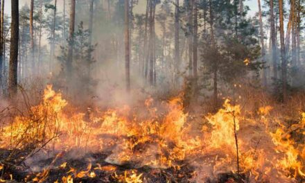 Forest fire surge due to human negligence: Experts