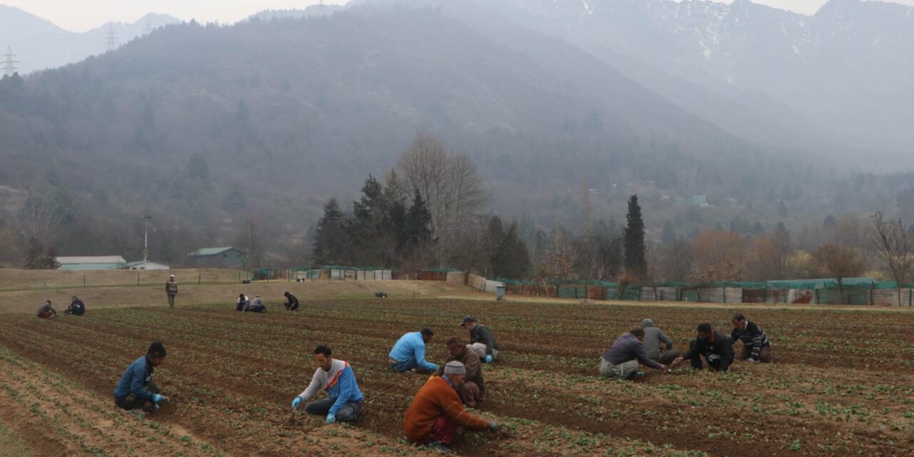 Preparations in full swing for opening of Asia’s largest Tulip garden in Srinagar
