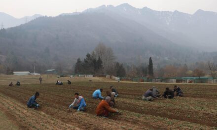 Preparations in full swing for opening of Asia’s largest Tulip garden in Srinagar
