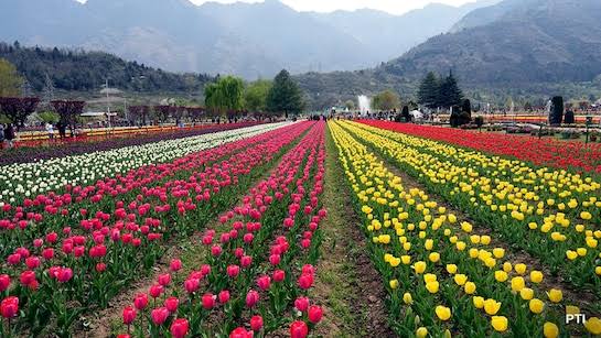 Tulip garden in Srinagar to open for public on March 26, mark start of tourism season