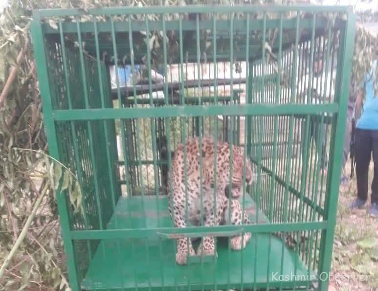 Leopard spotted, captured alive in Kulgam village