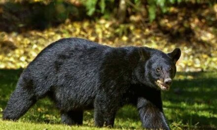 Bear Unleashed Terror in Boniyar Along LoC, Killing 8 Cattle In Two Weeks