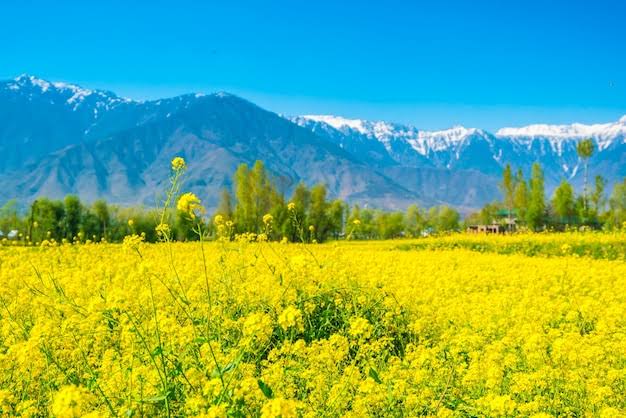Fields of Gold Tourists Capture the Beauty of Kashmir’s Mustard Bloom