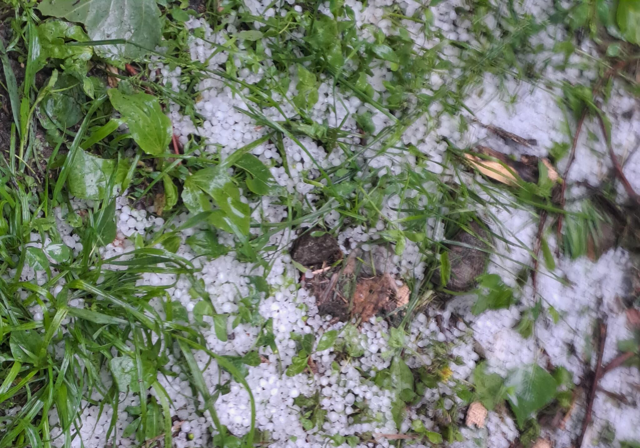 Hailstorm cause significant damage to crops in JK’s Tral
