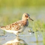 Migratory Bird Sanderling Sighted In Srinagar’s Hokersar Wetland After 134 Years