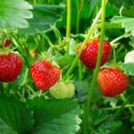 ‘Strawberry Village’ braces up as harvesting season begins
