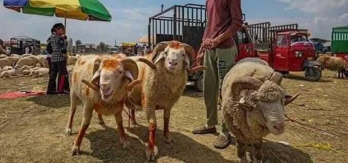 Few takers for sacrificial animals in Kashmir as shadow of Pahalgam attack looms over Eid-ul-Azha