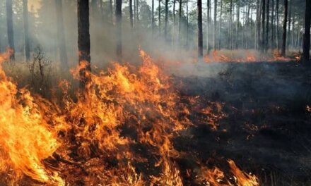 Forest fire triggers landmine blasts along LoC in J-K’s Rajouri