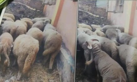 Theft case solved in Awantipora, stolen sheep recovered: Police