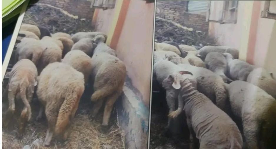 Theft case solved in Awantipora, stolen sheep recovered: Police