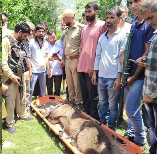 Brown Bear Captured Alive in Khan Tulwari Langate