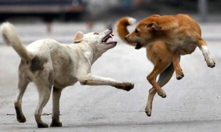 Stray Dog Attacks Leave Five Injured in Budgam’s Khag Area